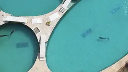Delfines en cautiverio en parque marino y maltrato animal.&nbsp;