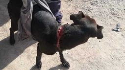 Perro queda con graves heridas tras estar varios días amarrado con un alambre a un árbol en Arica