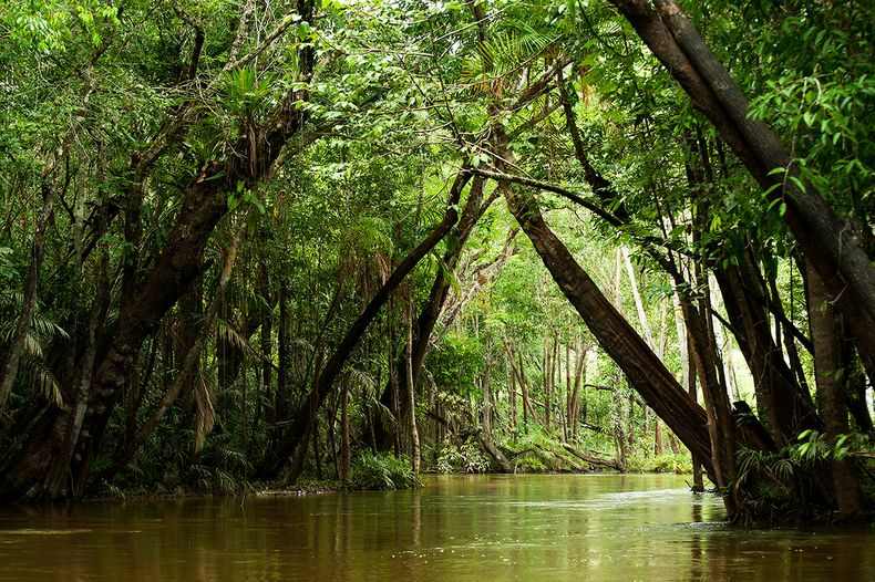 Amazon rainforest .jpg
