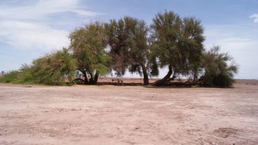 Plantan 48 hectáreas de tamarugos para salvar la Pampa del Tamarugal, víctima de la falta de agua