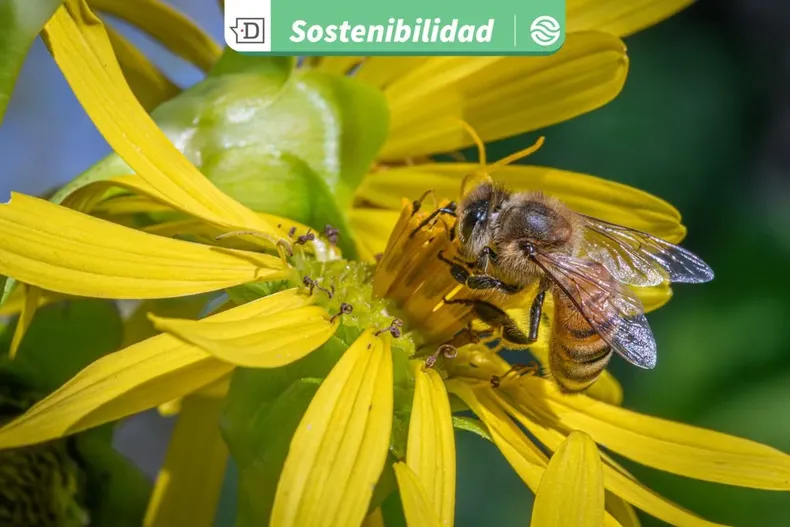 23562 diseno sin titulo 2025 10 03t100411.webp