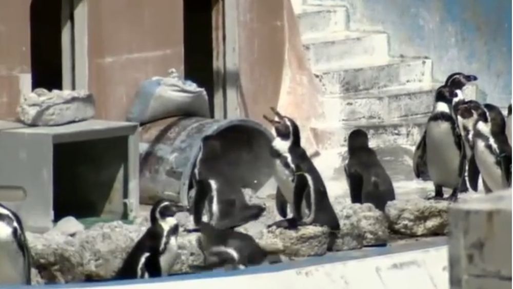 Entre polvo y escombros: La delfín Honey y 46 pingüinos están abandonados hace meses en un acuario que fue clausurado