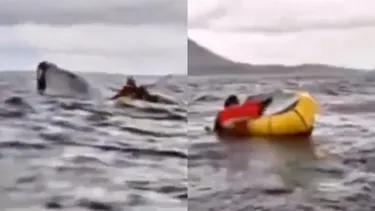 Tras joven tragado por ballena: Sepa a cuántos metros observar animales marinos para evitar millonaria multa