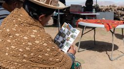 Flora altoandina binacional con Bolivia: Lanzan guía con 60 especies propias del altiplano