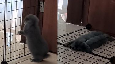 VIDEO| ¡Pobrecito!: Conejo es aplastado cómicamente por pequeña rejilla y se vuelve viral