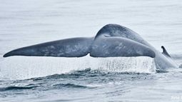 Se crea el Parque Marino Tic Toc-Golfo Corcovado para proteger a las ballenas azules