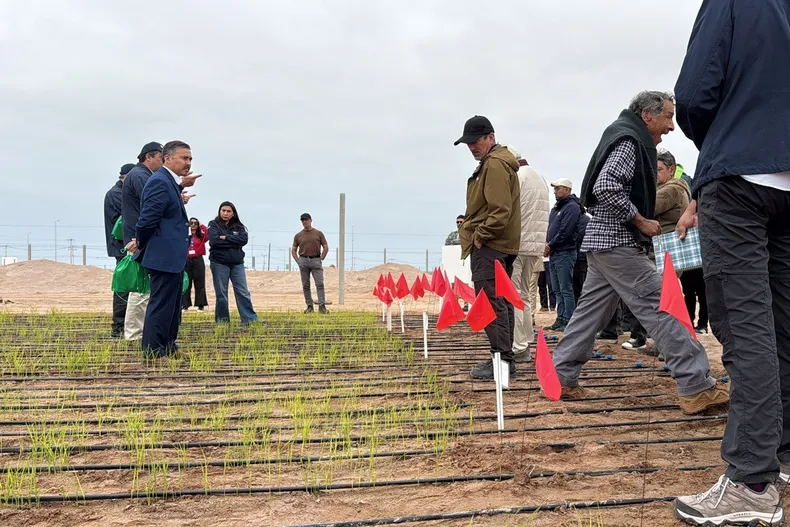 18952 arroz desierto.webp