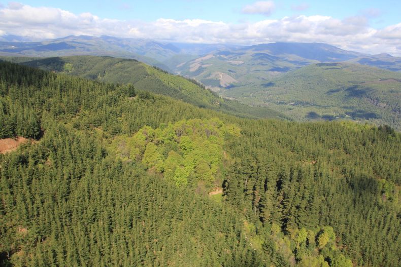 Pinos Arauco1.jpg