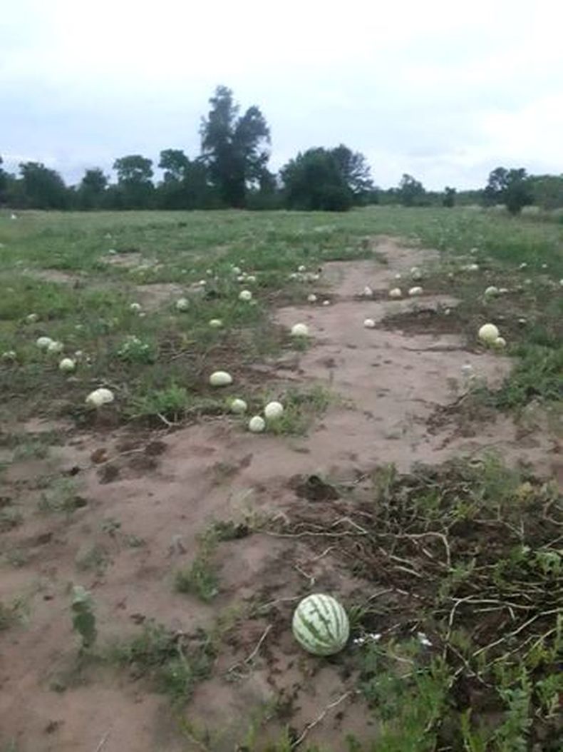 Sandias y sequia.jpg