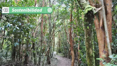 Festival Pala en Mano: Chiloé busca reforestar el bosque nativo y aumentar almacenamiento de carbono en ecosistema único