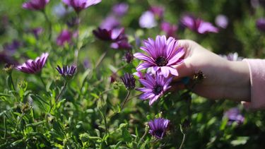 ¿Por fin llegó la Primavera? El tiempo tendrá sol y viento para este martes en casi todo Chile