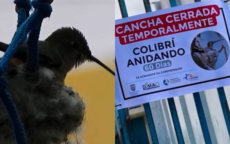 La multicancha en Mejillones estará cerrada los dos meses que dura el proceso del colibrí - Captura de video