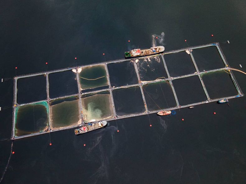 salmonicultura 1.jpeg