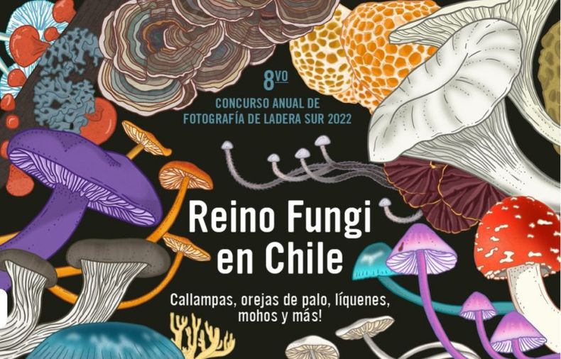 CONCURSO FOTO FUNGI e1676057918735.jpg