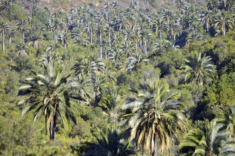 5799 palmas chilenas.jpg