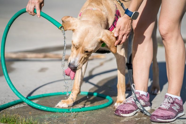como cuidar a las mascotas en ano nuevo y del calor del verano e1671734675470.jpg