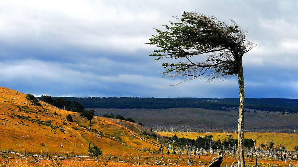 COP 16 cierra sin plata para restaurar la naturaleza: Se buscaba aporte anual de US$ 200 millones