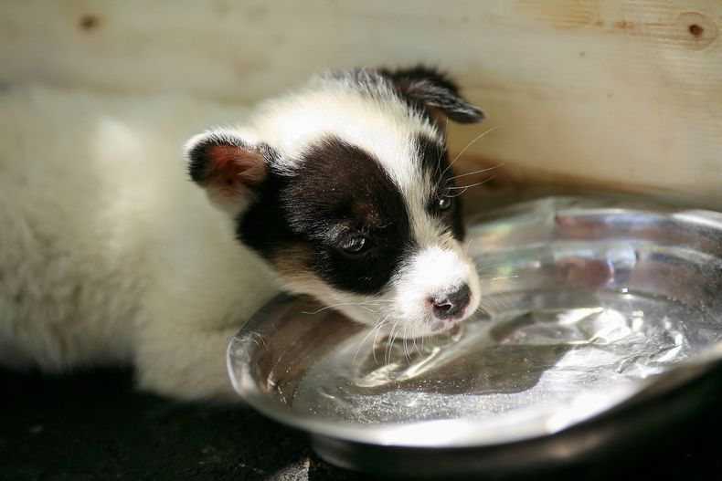 Imagen referecial sobre maltrato animal - Agencia Uno