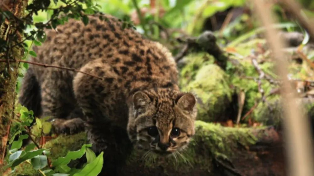La güiña: el felino salvaje más pequeño de América está menos amenazado, pero sigue en riesgo