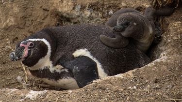 El Desconcierto | Pinguino de Humboldt con su cria scaled e1695327687721.jpg