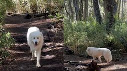 Perro es captado deambulando por Parque Nacional Conguillío. Captura de video IG @fabiandresv Perro es captado deambulando por Parque Nacional Conguillío. Captura de video IG @fabiandresv