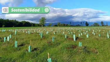 Reforestación colaborativa logra su objetivo: 60.000 árboles nativos fueron plantados en Chile durante tres años