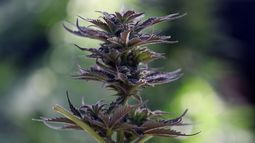 Uber Eats incorporará marihuana en su catálogo de productos en Canadá
