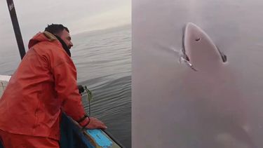 Pescadores de Coronel ayudaron a una orca que se les acercó - Captura de video
