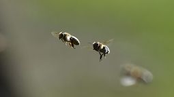 Rapa Nui tiene abejas más sanas del mundo: Declarada 1ª área mundial libre de enfermedades