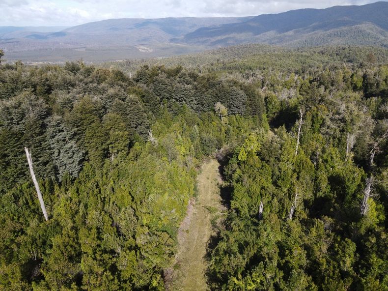 El bosque nativo ayuda a Chile a protegerse de las lluvias extremas - Imagen cedida