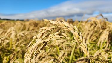 Reducir las emisiones de metano es fundamental. Reducir las emisiones de metano es fundamental.