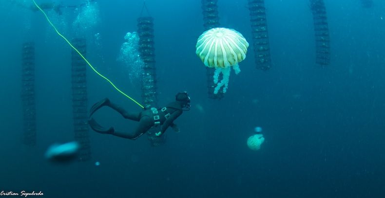 Líneas de cultivo instaladas en un área de manejo de Coquimbo. Foto: cortesía Cristián Sepúlveda