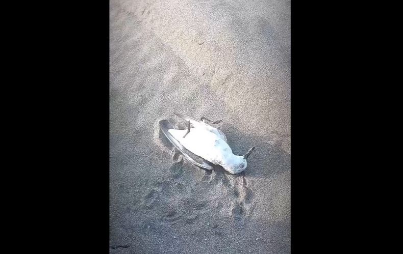 5351 ritoquepajarito.jpg