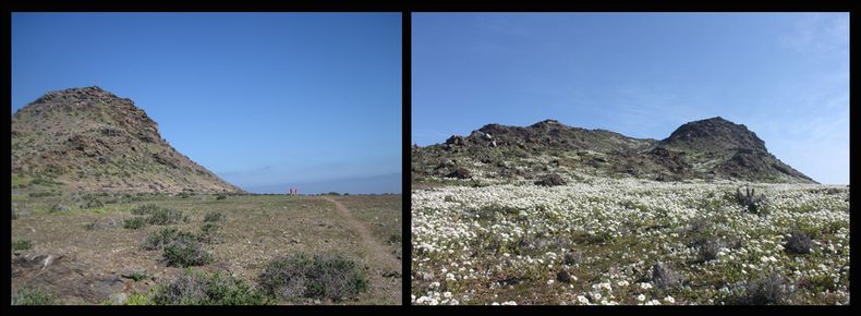 Isla Cha&ntilde;aral antes y despu&eacute;s de su restauraci&oacute;n.&nbsp;