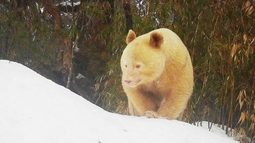 VIDEO| Captan impresionante oso panda albino en una reserva natural en China