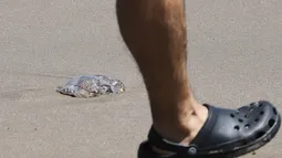 Alerta por fragata portuguesa en playas de Chile: Síntomas que pueden requerir atención médica y qué hacer ante una picadura