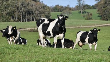 ¿Gripe aviar se vuelve ganadera? Alerta en mundo científico por casos en vacas y cabras