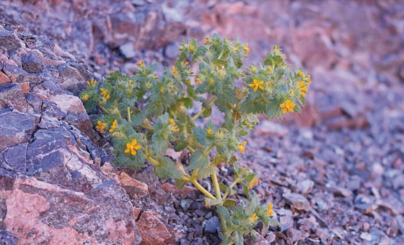 NUEVA FLOR e1678880831749.jpg