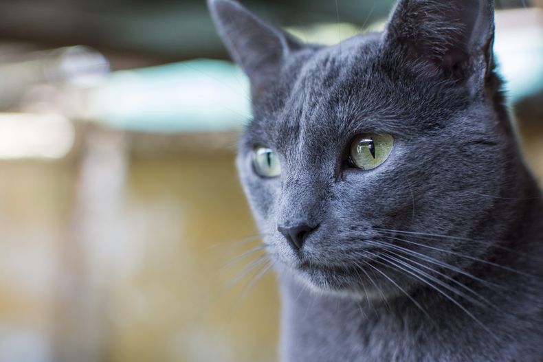 Gato24 scaled.jpg