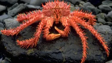 Pescador artesanal que denunció colusión de la centolla acusa abandono político de parlamentarios de Magallanes