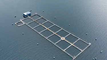 Salmonera dio datos erróneos a Sernapesca para extender permiso de baño antiparasitario: Suprema confirma multa de $34 millones