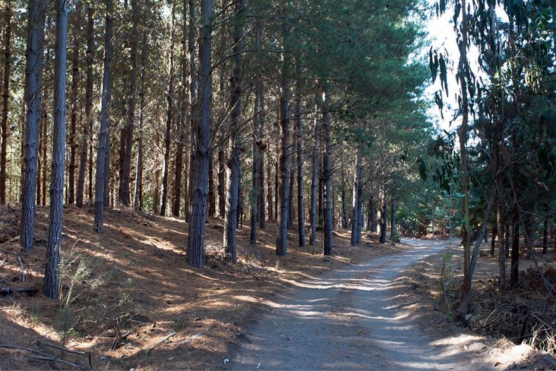 Selección asistida por marcadores genéticos anticiparía el potencial de adaptación de árboles frente a sequía y vientos, beneficiando a empresas forestales.