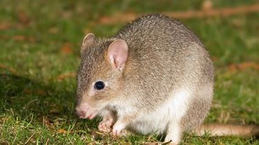 Calentamiento global: Se confirmó la extinción del mamífero melomys rubicola en Australia