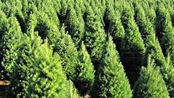 ¿Cuándo olvidamos el respeto por el bosque?