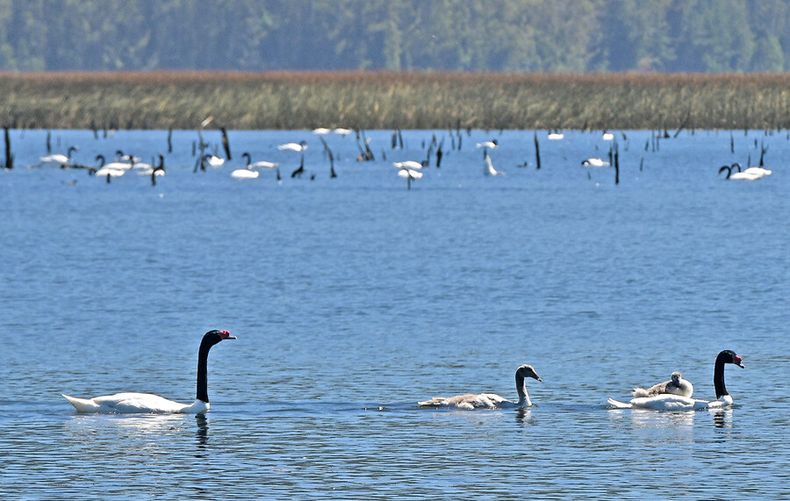 1420 humedal rio cruces.jpg