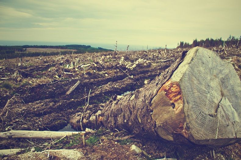 deforestation 405749_1280 1.jpg