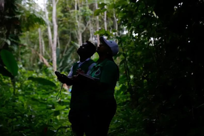 Imagen referebcal de la selva colombiana - Agencia EFE