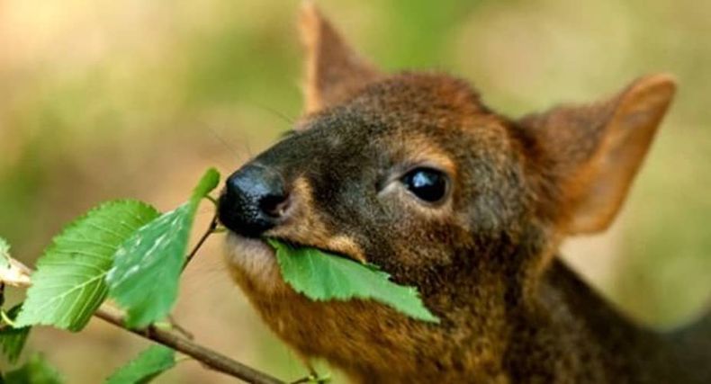 Pudu 1.jpg