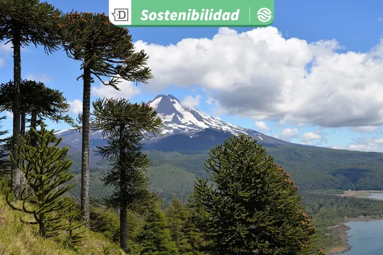 25704 diseno sin titulo 2025 11 12t175553.webp