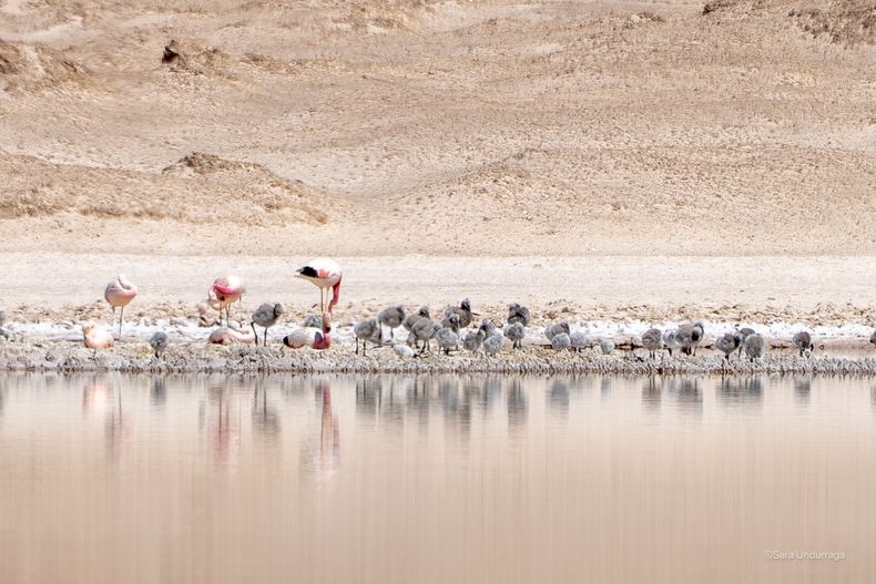 Cientos de flamencos andinos han encontrado en el Salar de Maricunga un sitio de reproducción, destacando el valor de este ecosistema para la biodiversidad del altiplano
